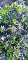 Macledium spinosum