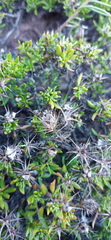 Macledium spinosum