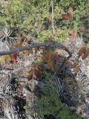 Bursera esparzae