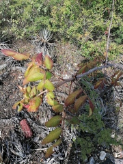 Bursera esparzae