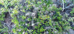 Macledium spinosum
