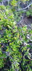Macledium spinosum
