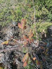 Bursera esparzae