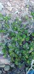 Macledium spinosum