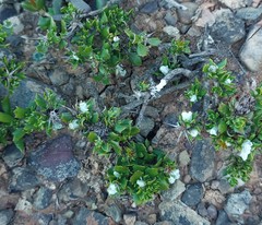 Macledium spinosum