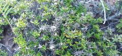 Macledium spinosum