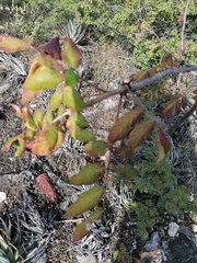 Bursera esparzae