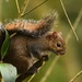 Deppe's Squirrel - Photo (c) Amado Demesa, some rights reserved (CC BY-SA), uploaded by Amado Demesa