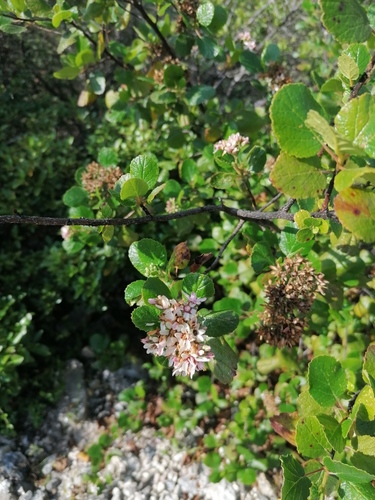 Pterostemon rotundifolius (Pterostemon rotundifolius)