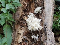 Hericium clathroides