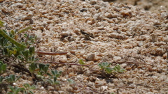 Heliastus sumichrasti