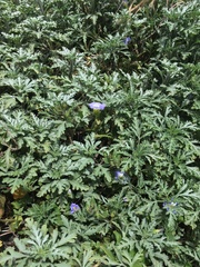 Nolana paradoxa