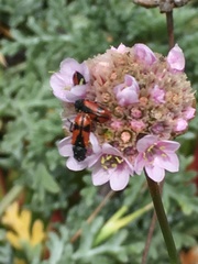 Arthrobrachus nigromaculatus