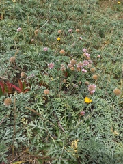 Arthrobrachus nigromaculatus