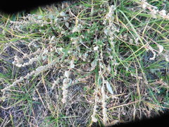 Atriplex tatarica