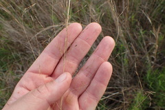 Eragrostis elliottii