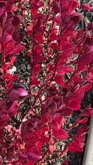 Iresine diffusa herbstii