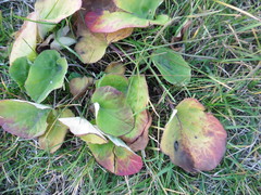 Tussilago farfara