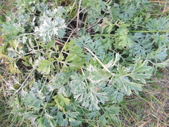 Artemisia absinthium
