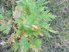 Tanacetum vulgare