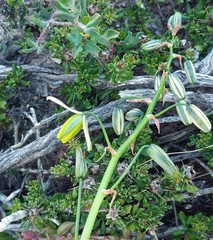 Albuca viscosa