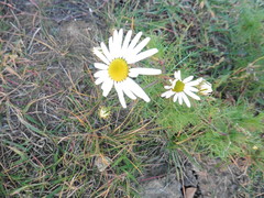Tripleurospermum inodorum