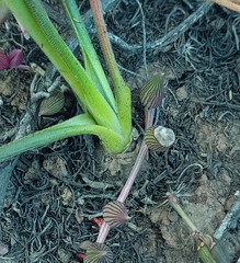 Albuca viscosa