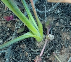 Albuca viscosa