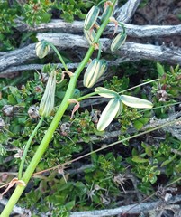 Albuca viscosa