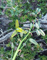 Albuca viscosa