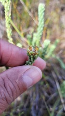 Campylostachys cernua