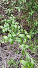 Asparagus asparagoides image