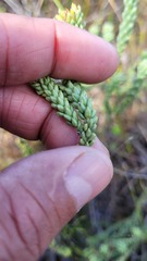 Campylostachys cernua