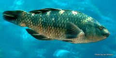 Banded Parrotfish photo 5