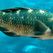 Purple Wrasse - Photo (c) Phil Bendle, some rights reserved (CC BY-NC), uploaded by Phil Bendle