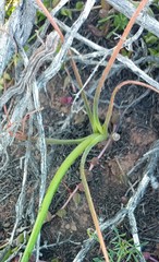 Albuca viscosa