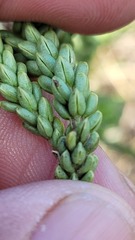 Campylostachys cernua