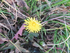 Taraxacum officinale