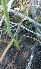 Albuca viscosa