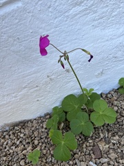 Oxalis