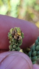 Campylostachys cernua