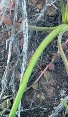 Albuca viscosa
