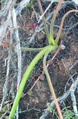Albuca viscosa