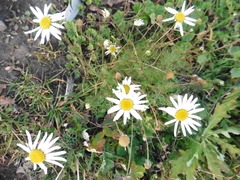 Tripleurospermum inodorum