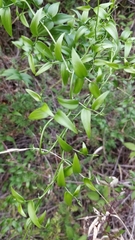Asparagus asparagoides image