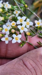 Lachnaea filicaulis