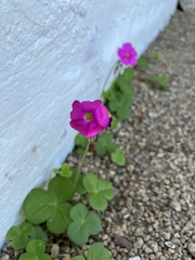 Oxalis