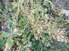 Capsella bursa-pastoris