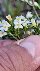 Lachnaea filicaulis