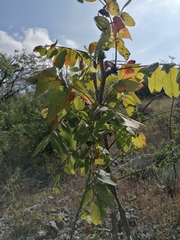 Bursera esparzae